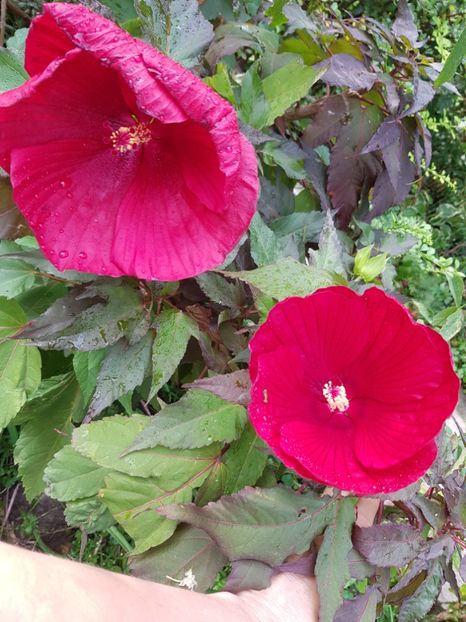  - Hibiscus moscheutus