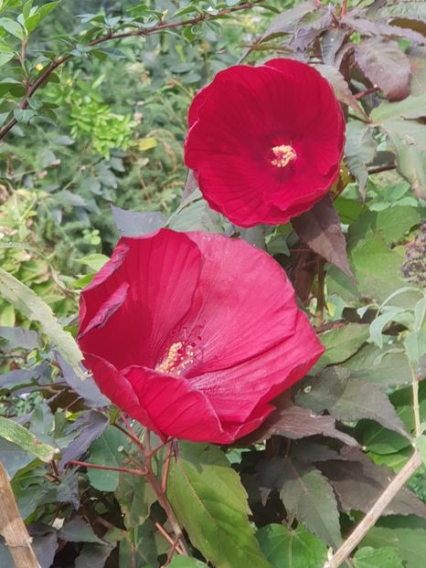  - Hibiscus moscheutus