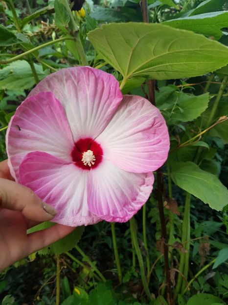  - Hibiscus moscheutus