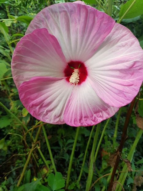  - Hibiscus moscheutus