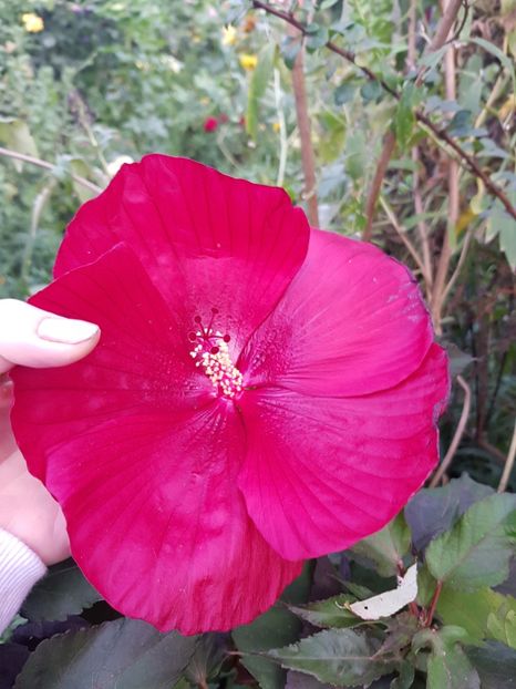  - Hibiscus moscheutus