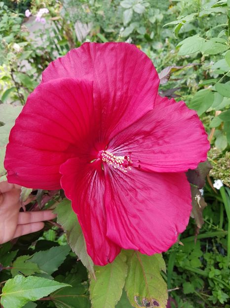  - Hibiscus moscheutus