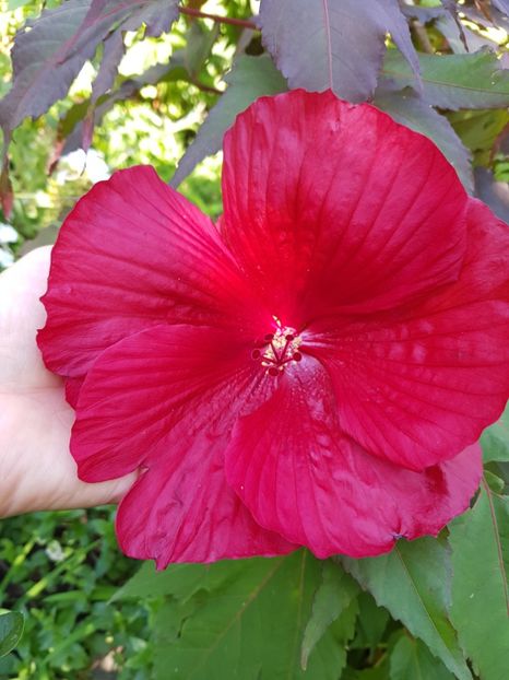  - Hibiscus moscheutus