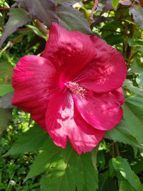  - Hibiscus moscheutus