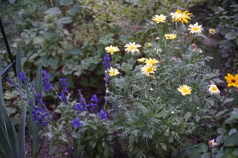  - Septembrie 2019- septembrie 2020