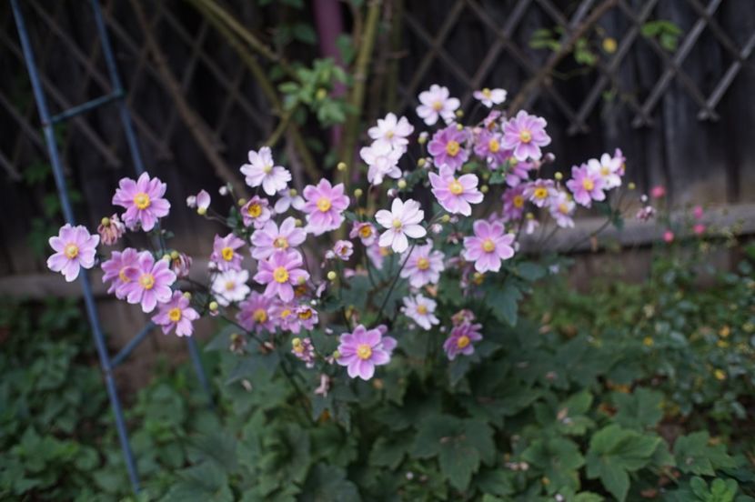  - Septembrie 2019- septembrie 2020