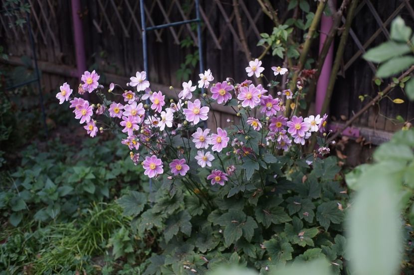  - Septembrie 2019- septembrie 2020