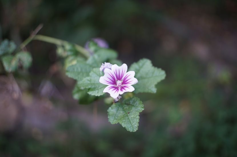  - Septembrie 2019- septembrie 2020