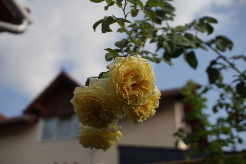  - Septembrie 2019- septembrie 2020