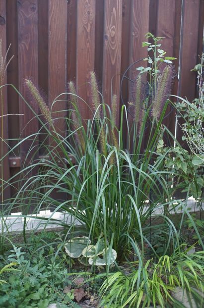 Pennisetum alopecuroides - Septembrie 2019- septembrie 2020