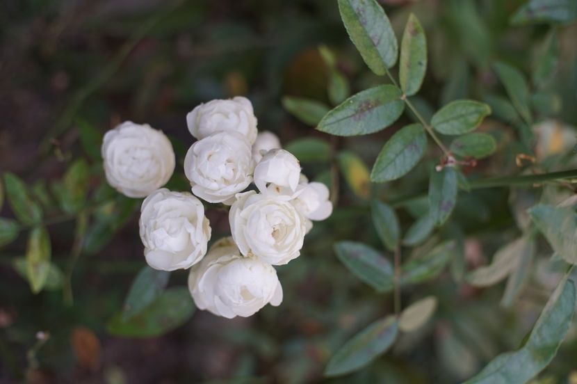  - Septembrie 2019- septembrie 2020