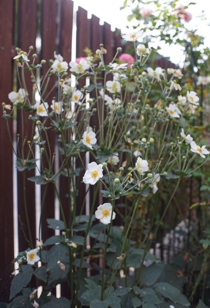  - Septembrie 2019- septembrie 2020