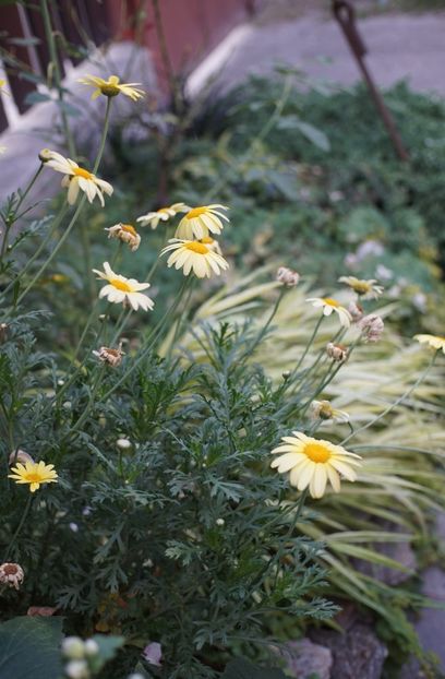  - Septembrie 2019- septembrie 2020