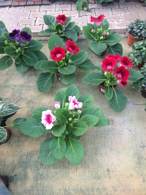 Gloxinia - A -Magazin