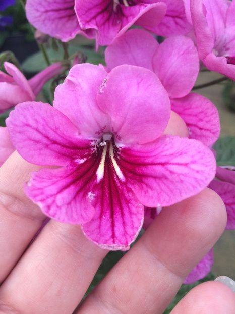 Streptocarpus - A -Magazin