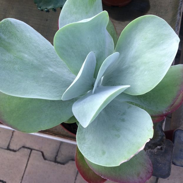 Kalanchoe - A -Magazin