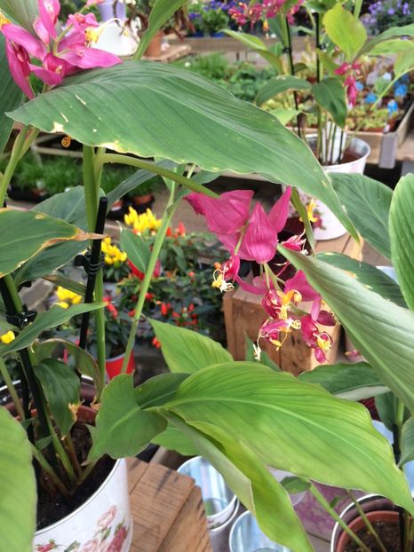 Noutate ;) - A -Magazin