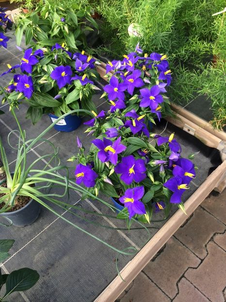 “Nu mă uita” - A -Magazin