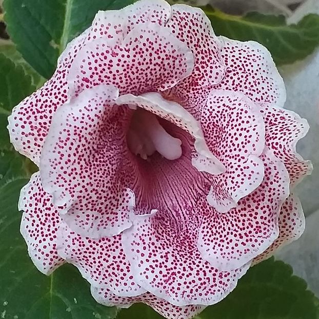 119791989_3284504204964292_2869401029934102875_o - Gloxinia 2020