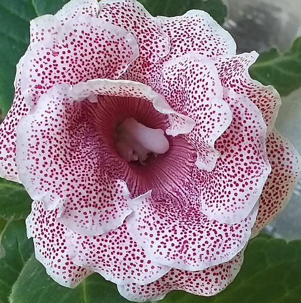  - Gloxinia 2020