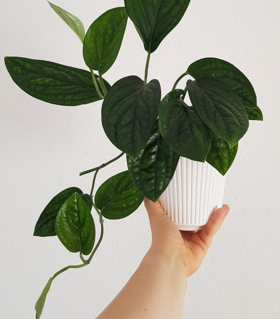 Monstera Peru - Plăntuțe_Fericite