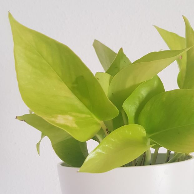 Pothos Neon - Plăntuțe_Fericite