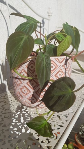 Philodendron Micans - Plăntuțe_Fericite