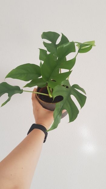 Monstera Minima - Plăntuțe_Fericite