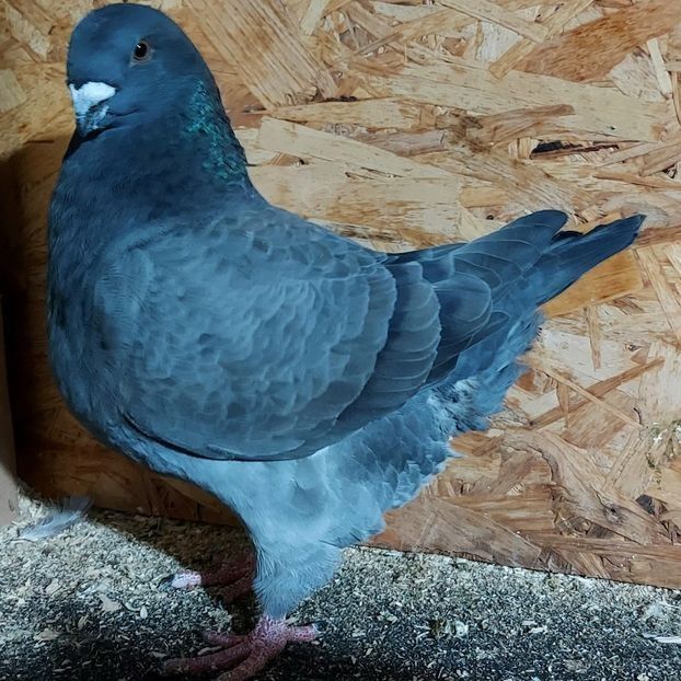  - 3---AGH DAȚI 2019 - 2025