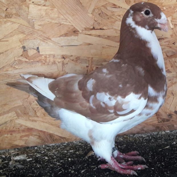  - 3---AGH DAȚI 2019 - 2025