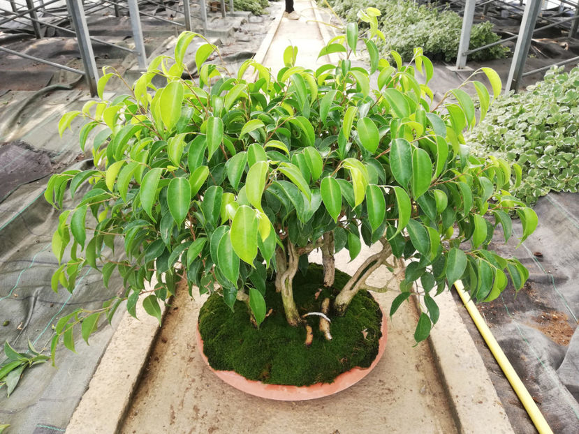 sep 2020-inainte - Yosee - padure