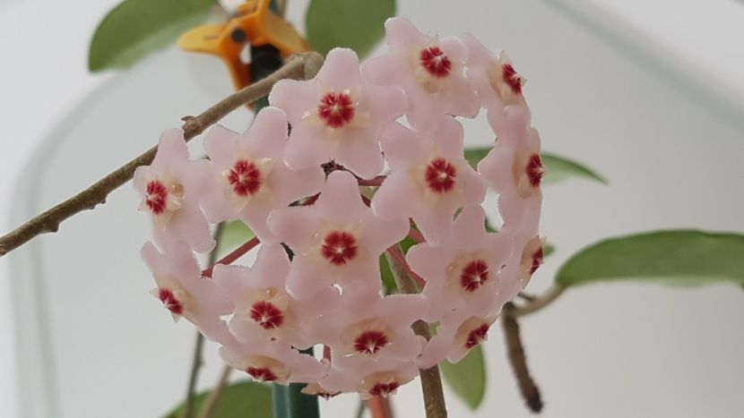 Si iar, floricele parfumate! - Hoya