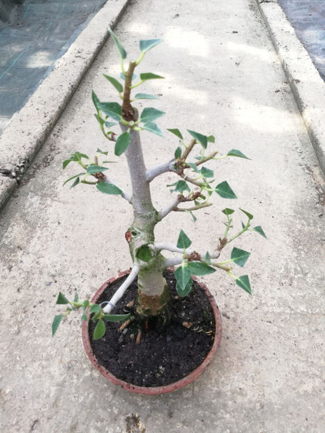 sep 2020 - dupa - Silver