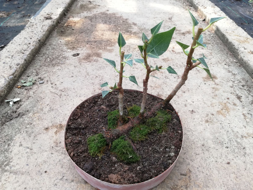 sep 2020 - dupa - Ikadabuki - pluta