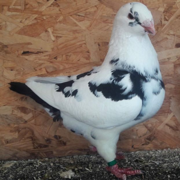  - 3---AGH DAȚI 2019 - 2025