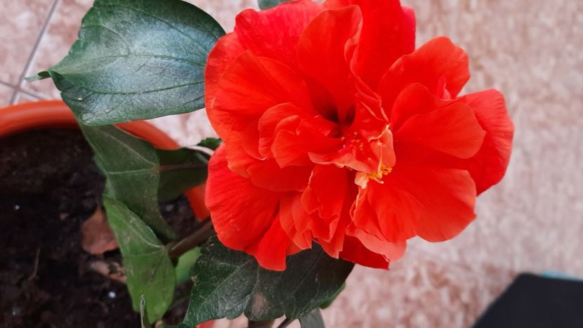  - diverse flori 2020