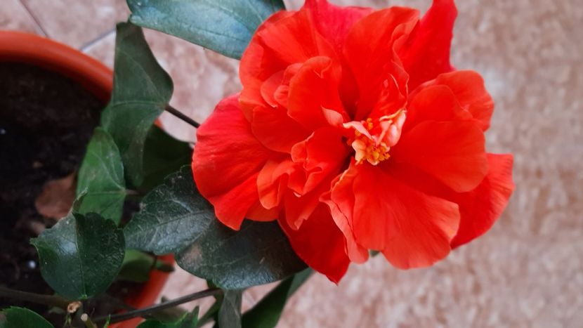  - diverse flori 2020