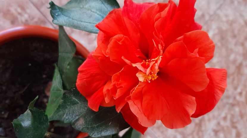  - diverse flori 2020