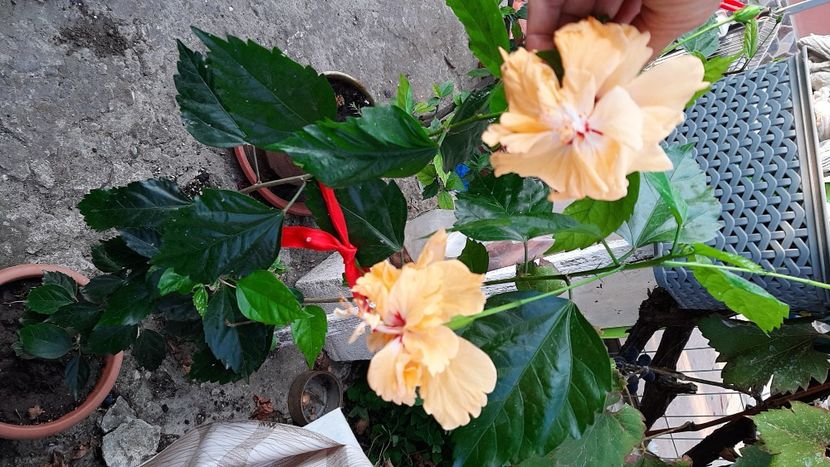  - diverse flori 2020