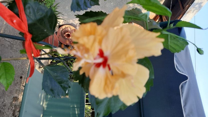  - diverse flori 2020