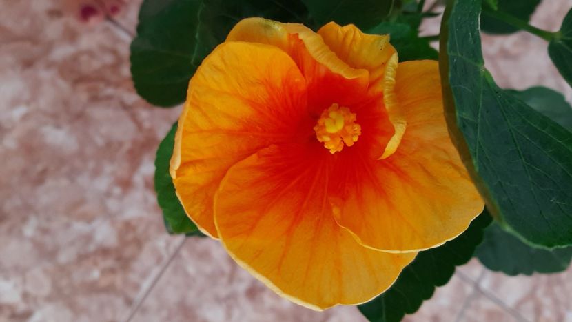  - diverse flori 2020