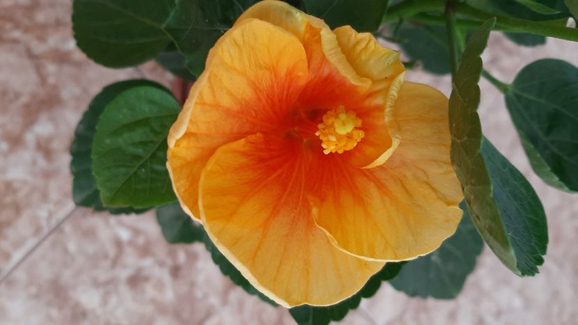  - diverse flori 2020