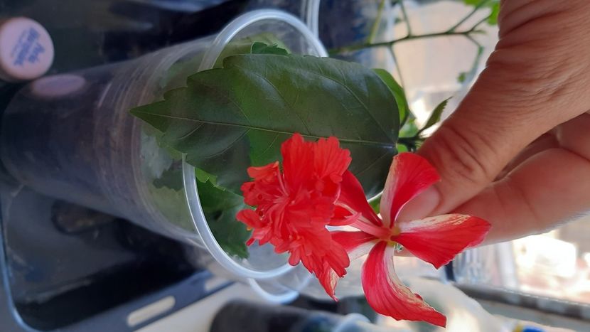  - diverse flori 2020