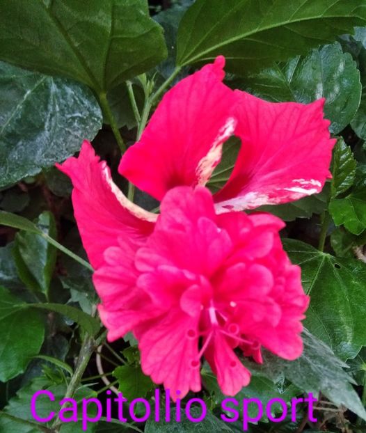  - Hibiscus Capitollio sport Red