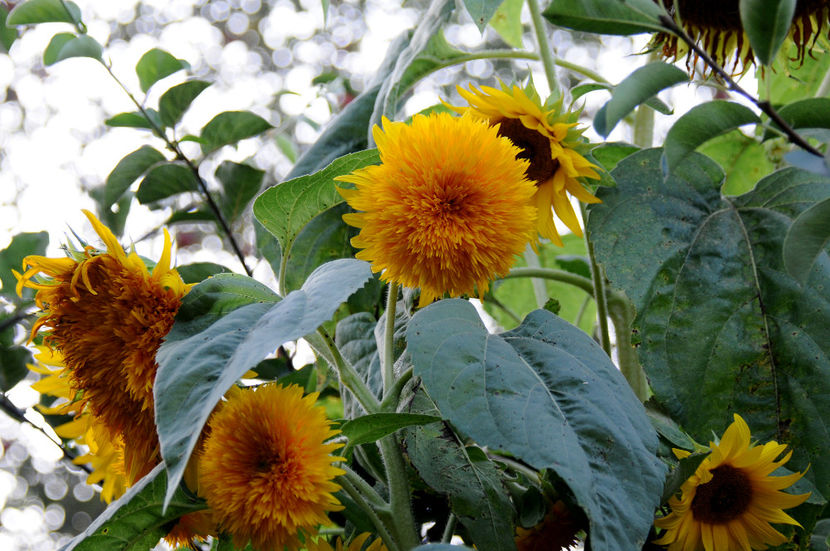  - 04 Gradina de flori 2020