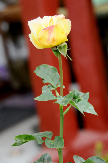  - 04 Gradina de flori 2020