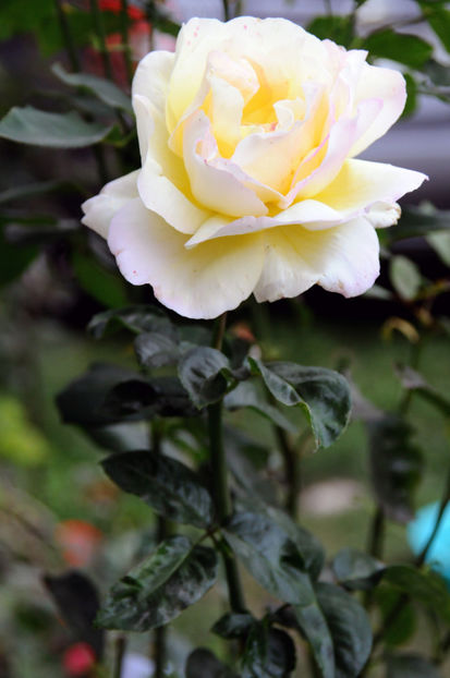  - 04 Gradina de flori 2020