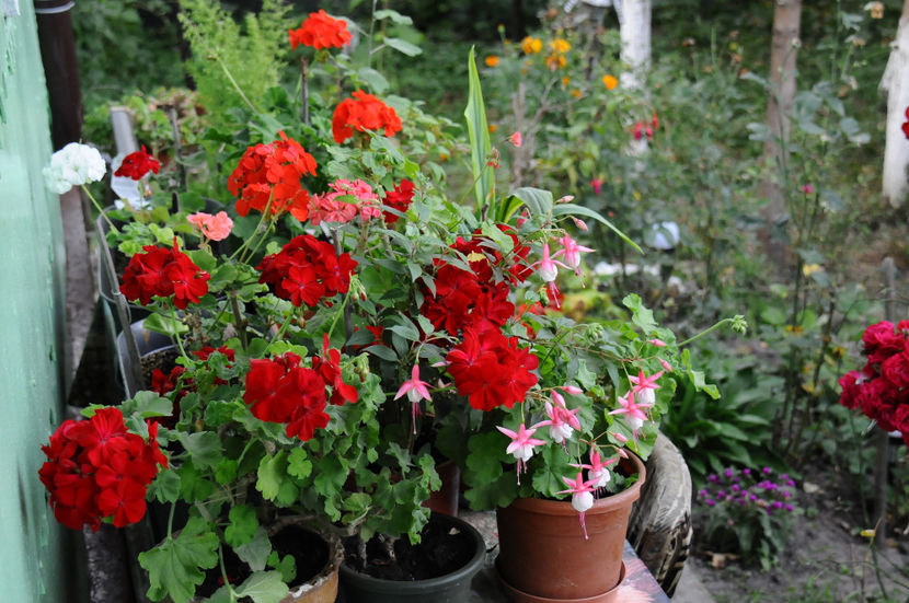  - 04 Gradina de flori 2020