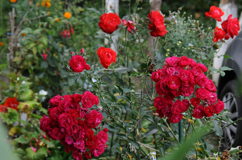  - 04 Gradina de flori 2020