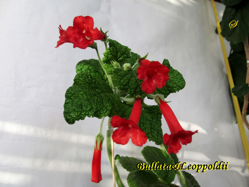 Bullata&Leopoldii((20-09-2020) - Sinningii 2020